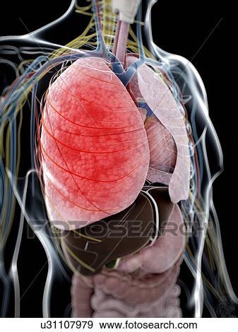 Stock Illustration - Human anatomy of the lungs, artwork. Fotosearch