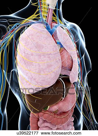 Stock Illustration - Human anatomy of the lungs, artwork. Fotosearch