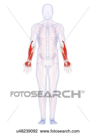 Drawing - Human arm muscles, artwork. Fotosearch