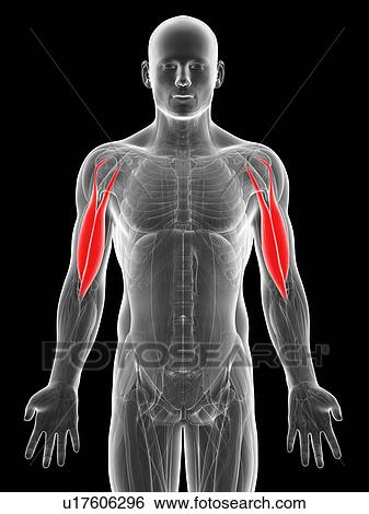 Human arm muscles, artwork View Large Illustration Stock Illustration - Human arm muscles, artwork. Fotosearch