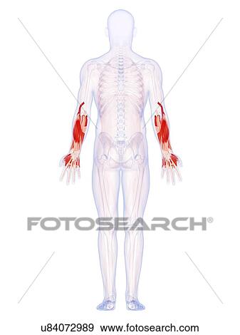 Stock Illustration - Human arm muscles, artwork. Fotosearch