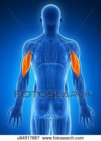 Stock Illustration - Human arm muscles, artwork. Fotosearch