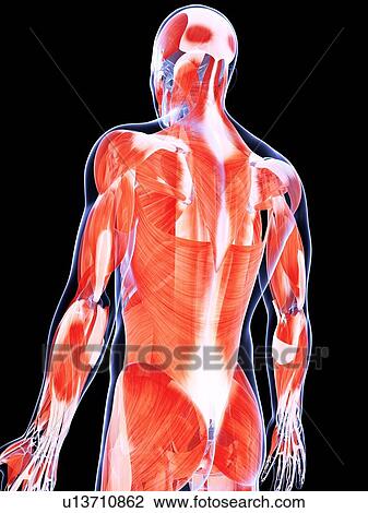 Drawing - Human back muscles, artwork. Fotosearch