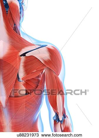 Human back muscles, artwork View Large Illustration Drawing - Human back muscles, artwork. Fotosearch