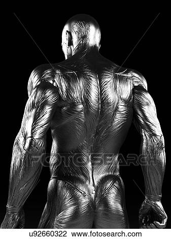 Human back muscles, artwork View Large Illustration Drawing - Human back muscles, artwork. Fotosearch