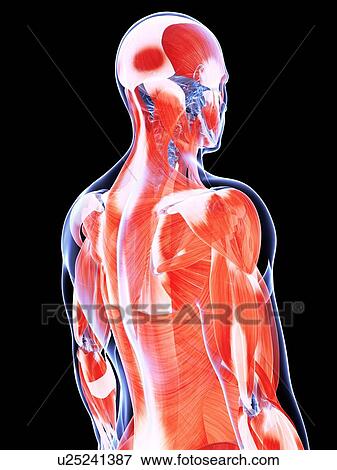 Stock Illustration - Human back muscles, artwork. Fotosearch