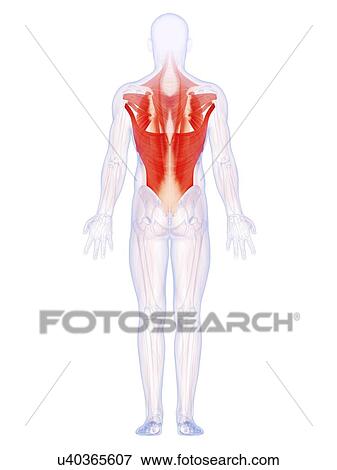 Human back muscles, artwork View Large Illustration Stock Illustration - Human back muscles, artwork. Fotosearch