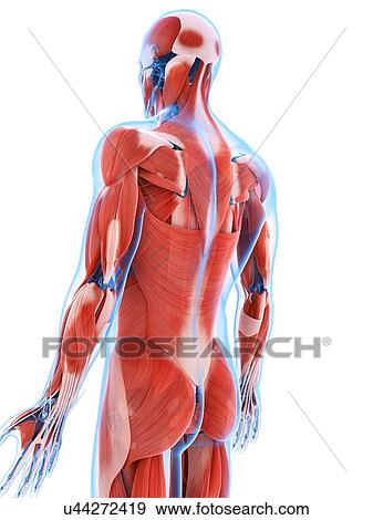 Human back muscles, artwork View Large Illustration Stock Illustration - Human back muscles, artwork. Fotosearch