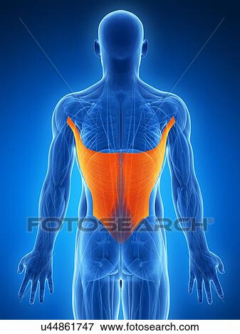 Stock Illustration - Human back muscles, artwork. Fotosearch