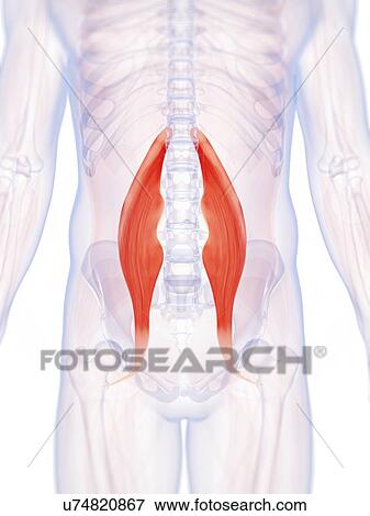 Human back muscles, artwork View Large Illustration Stock Illustration - Human back muscles, artwork. Fotosearch