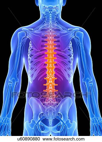 Human back pain, artwork View Large Illustration Clipart - Human back pain, artwork. Fotosearch