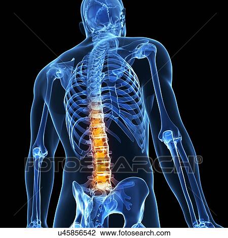 Human back pain, artwork View Large Illustration Drawing - Human back pain, artwork. Fotosearch