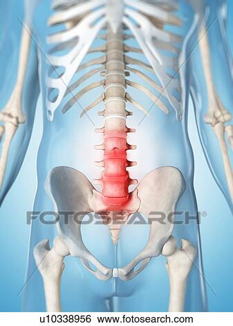 Human back pain, artwork View Large Illustration Stock Illustration - Human back pain, artwork. Fotosearch