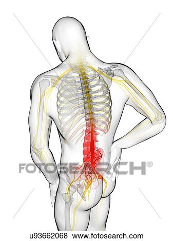 Human back pain, artwork View Large Illustration Stock Illustration - Human back pain, artwork. Fotosearch
