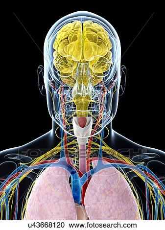 Clipart - Human brain anatomy, artwork. Fotosearch