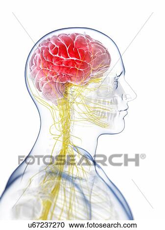 Clipart - Human brain anatomy, artwork. Fotosearch
