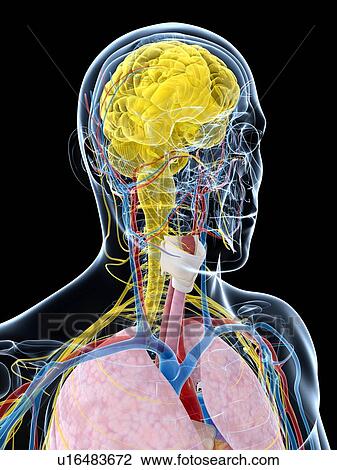 Human brain anatomy, artwork View Large Illustration Drawing - Human brain anatomy, artwork. Fotosearch