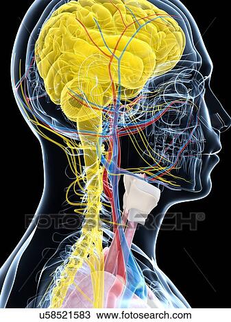 Human brain anatomy, artwork View Large Illustration Drawing - Human brain anatomy, artwork. Fotosearch