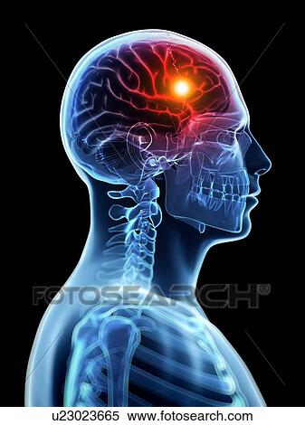 Stock Illustration - Human brain anatomy, artwork. Fotosearch