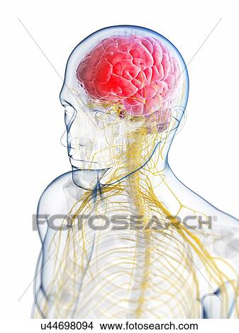 Stock Illustration - Human brain anatomy, artwork. Fotosearch