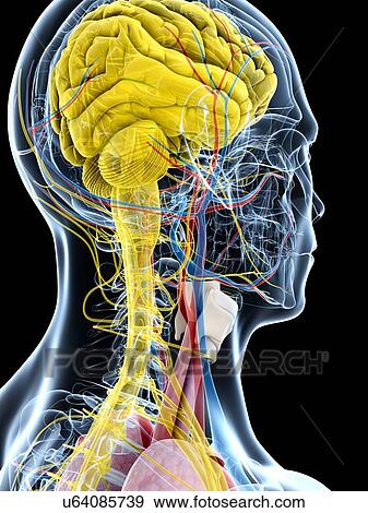 Human brain anatomy, artwork View Large Illustration Stock Illustration - Human brain anatomy, artwork. Fotosearch