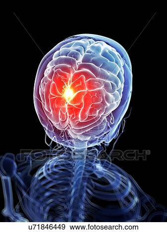 Stock Illustration - Human brain anatomy, artwork. Fotosearch