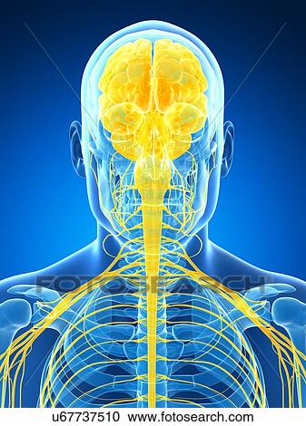 Human brain and nervous system, artwork View Large Illustration Clipart - Human brain and nervous system, artwork. Fotosearch