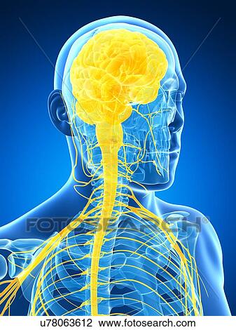 Drawing - Human brain and nervous system, artwork. Fotosearch