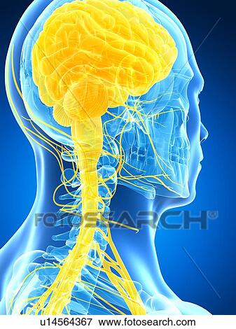 Human brain and nervous system, artwork View Large Illustration Stock Illustration - Human brain and nervous system, artwork. Fotosearch