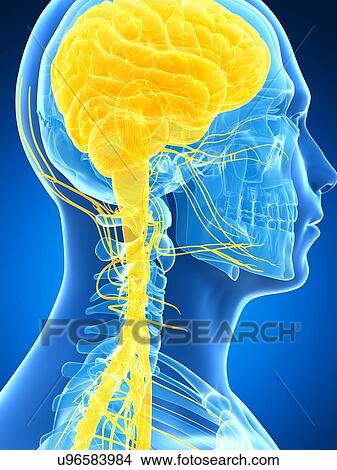 Stock Illustration - Human brain and nervous system, artwork. Fotosearch