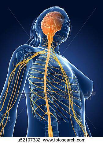 Drawing - Human brain and spinal cord, artwork. Fotosearch