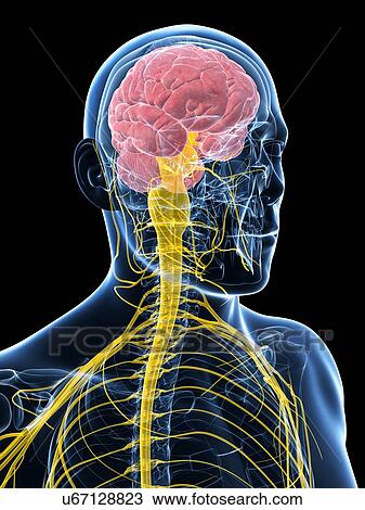Drawing - Human brain and spinal cord, artwork. Fotosearch