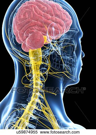 Stock Illustration - Human brain and spinal cord, artwork. Fotosearch