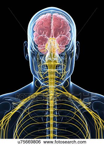 Stock Illustration - Human brain and spinal cord, artwork. Fotosearch