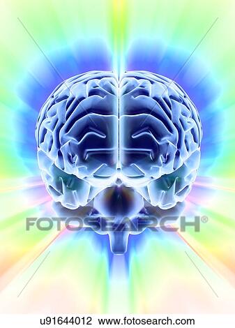 Human brain, artwork View Large Illustration Drawing - Human brain, artwork. Fotosearch