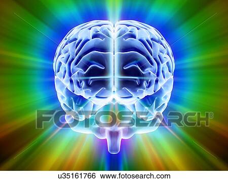 Human brain, artwork View Large Illustration Stock Illustration - Human brain, artwork. Fotosearch