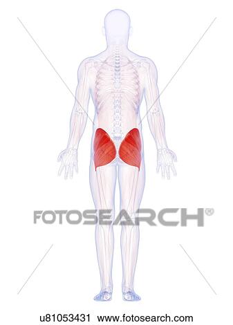 Clip Art - Human buttock muscles, artwork. Fotosearch