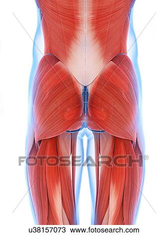 Human buttock muscles, artwork View Large Illustration Drawing - Human buttock muscles, artwork. Fotosearch