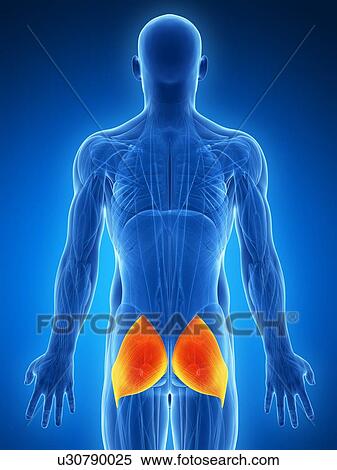 Human buttock muscles, artwork View Large Illustration Stock Illustration - Human buttock muscles, artwork. Fotosearch