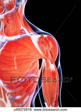 Human chest and shoulder muscles, artwork View Large Illustration Stock Illustration - Human chest and shoulder muscles, artwork. Fotosearch