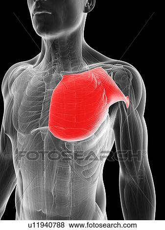 Stock Illustration - Human chest muscles, artwork. Fotosearch
