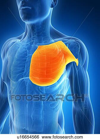 Human chest muscles, artwork View Large Illustration Stock Illustration - Human chest muscles, artwork. Fotosearch