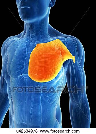 Human chest muscles, artwork View Large Illustration Stock Illustration - Human chest muscles, artwork. Fotosearch