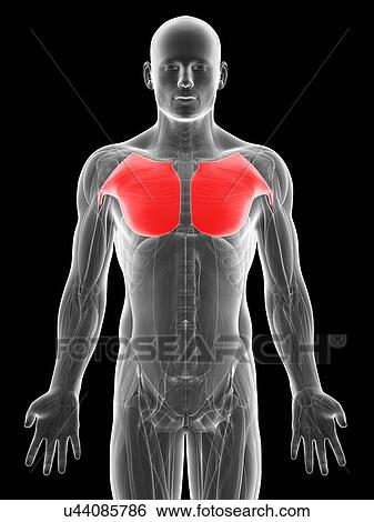 Human chest muscles, artwork View Large Illustration Stock Illustration - Human chest muscles, artwork. Fotosearch