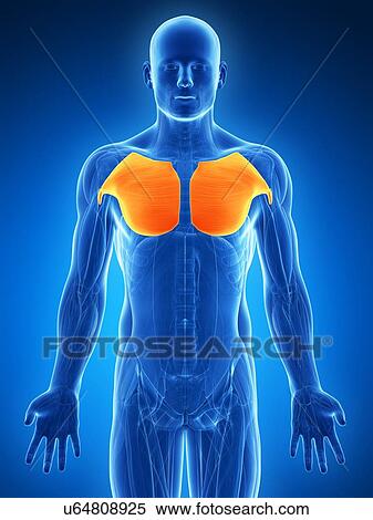 Human chest muscles, artwork View Large Illustration Stock Illustration - Human chest muscles, artwork. Fotosearch