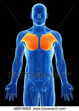 Human chest muscles, artwork View Large Illustration Stock Illustration - Human chest muscles, artwork. Fotosearch