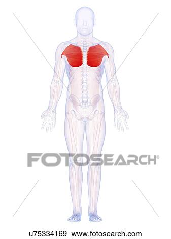 Human chest muscles, artwork View Large Illustration Stock Illustration - Human chest muscles, artwork. Fotosearch