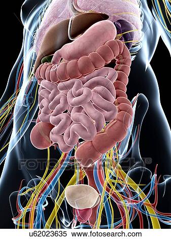 Human digestive system, artwork View Large Illustration Stock Illustration - Human digestive system, artwork. Fotosearch