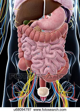Stock Illustration - Human digestive system, artwork. Fotosearch