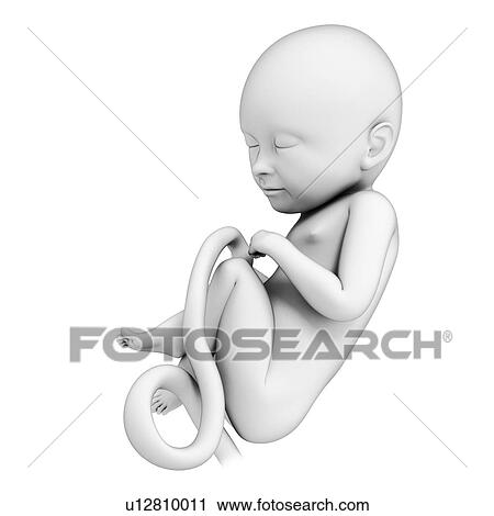 Human fetal development, artwork View Large Illustration Clip Art - Human fetal development, artwork. Fotosearch